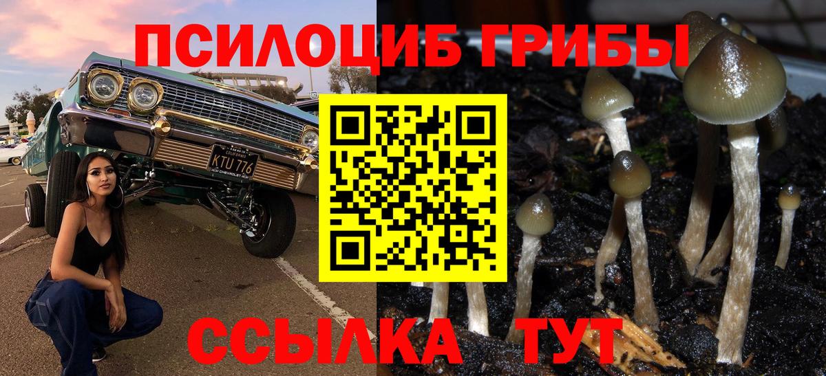 Новозыбков  Галлюциногенные грибы Psilocybe  Вход с VPN 